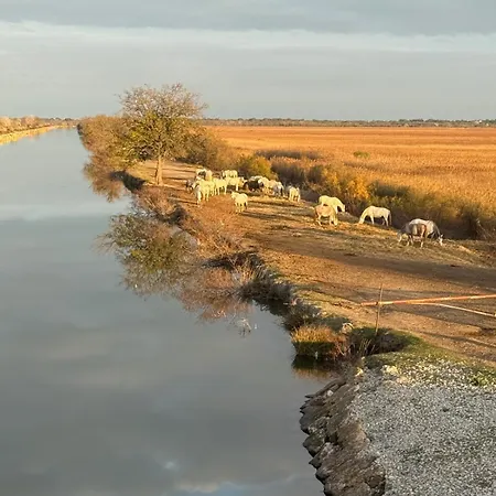 Mas De La Huppe - En Petite Camargue *